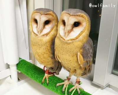 福岡県在住の方限定 フクロウ特別価格のお知らせフクロウのみせ